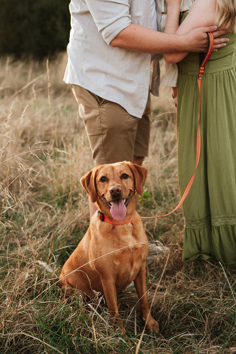 Golden Labrador with his tongue out during a family photoshoot in tadpole garden village